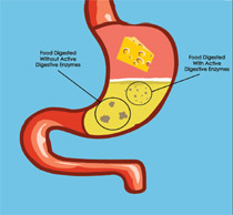 How Active Digestive Enzymes Work on Digested Food